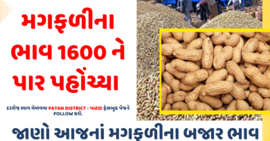 Today's Groundnut Market Price