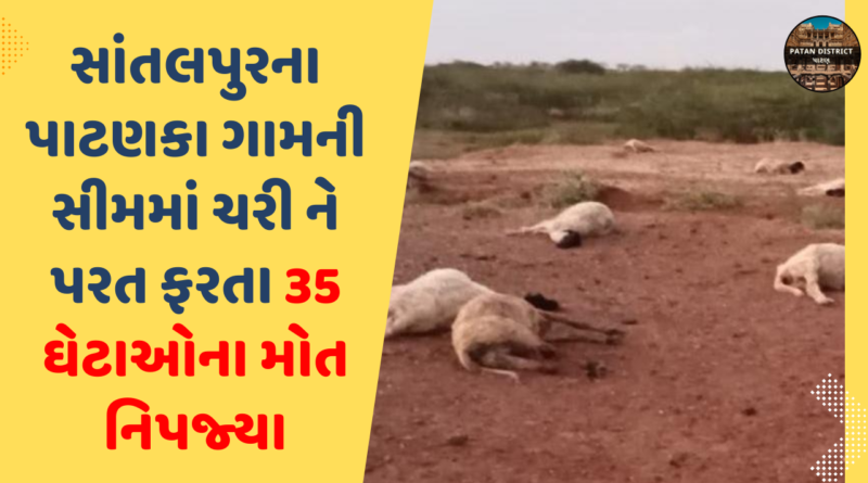 35 sheep died in Santalpur
